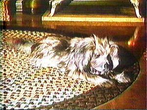 Audio-Animatronic Dog, "Rover"